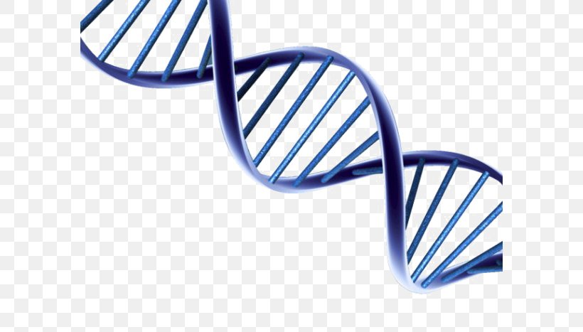 DNA Nucleic Acid Double Helix Clip Art Image, PNG, 594x467px, Dna, Dna Replication, Genetics, Helix, Ideas 2018 Download Free