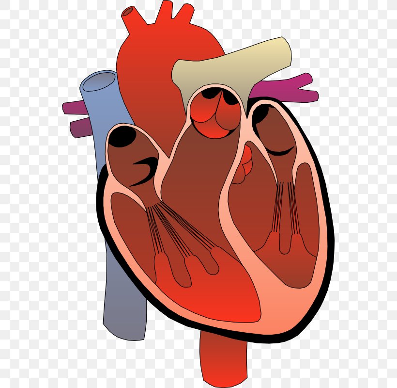 Heart Medicine Clip Art, PNG, 564x800px, Watercolor, Cartoon, Flower, Frame, Heart Download Free