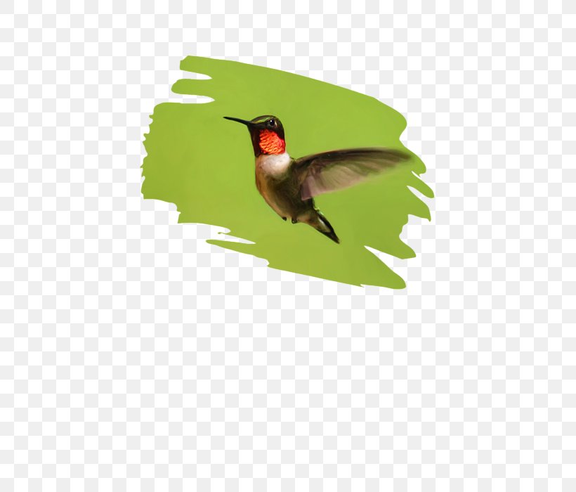 Hummingbird M Fauna Beak, PNG, 452x700px, Hummingbird, Beak, Bird, Fauna, Hummingbird M Download Free
