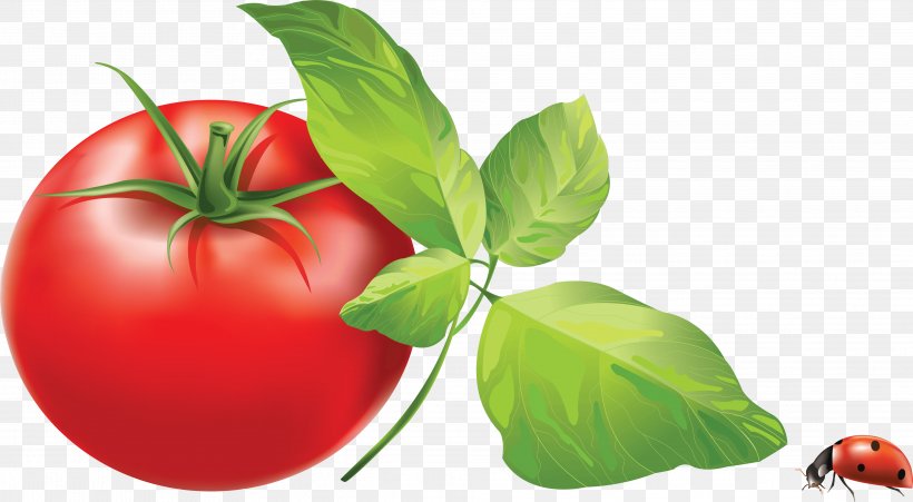Italian Tomato Pie Cherry Tomato Clip Art, PNG, 3944x2174px, Italian Tomato Pie, Basil, Bell Peppers And Chili Peppers, Bush Tomato, Cherry Tomato Download Free