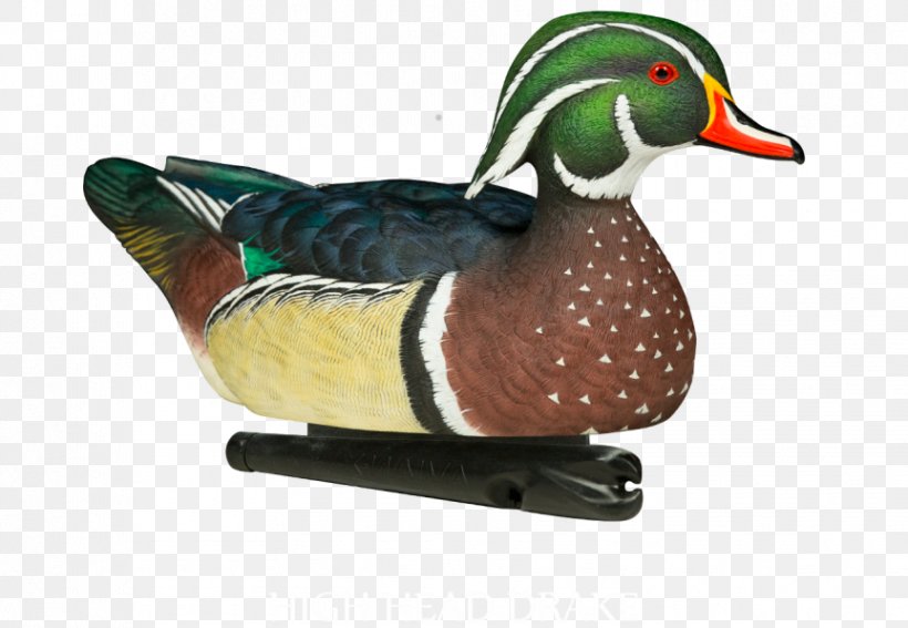 Mallard Duck Decoy Mississippi Flyway Atlantic Flyway, PNG, 863x597px, Mallard, Aix, American Black Duck, Atlantic Flyway, Beak Download Free