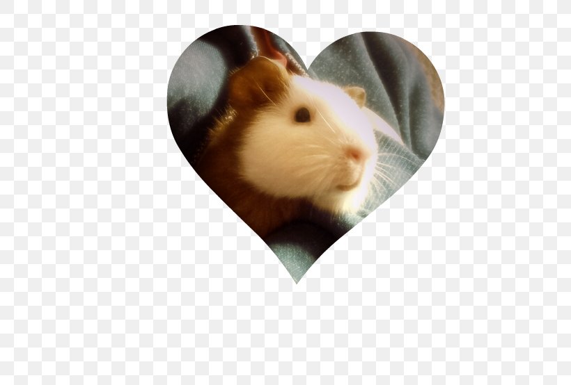 Rat Guinea Pig Whiskers Snout, PNG, 560x554px, Rat, Guinea, Guinea Pig, Muroidea, Pig Download Free