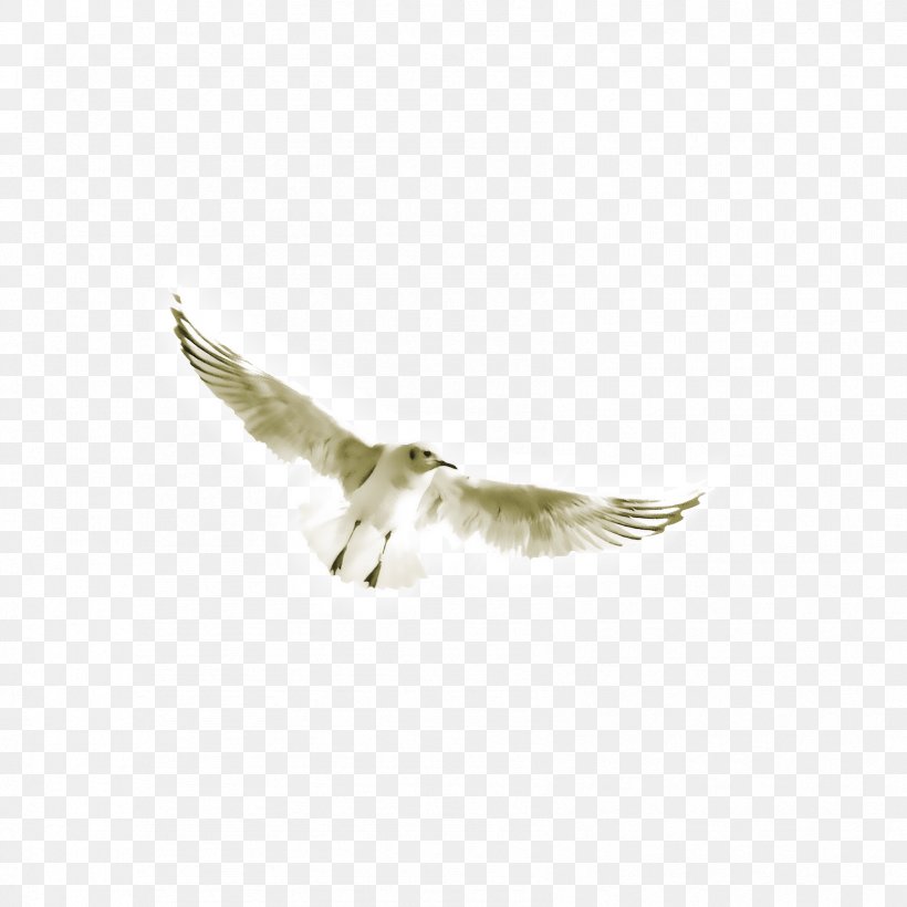 Wing Computer File, PNG, 1701x1701px, Wing, Angel Wing, Beak, Bird, Fauna Download Free