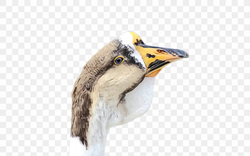 Bird Beak Animal Figure, PNG, 2528x1580px, Watercolor, Animal Figure, Beak, Bird, Paint Download Free