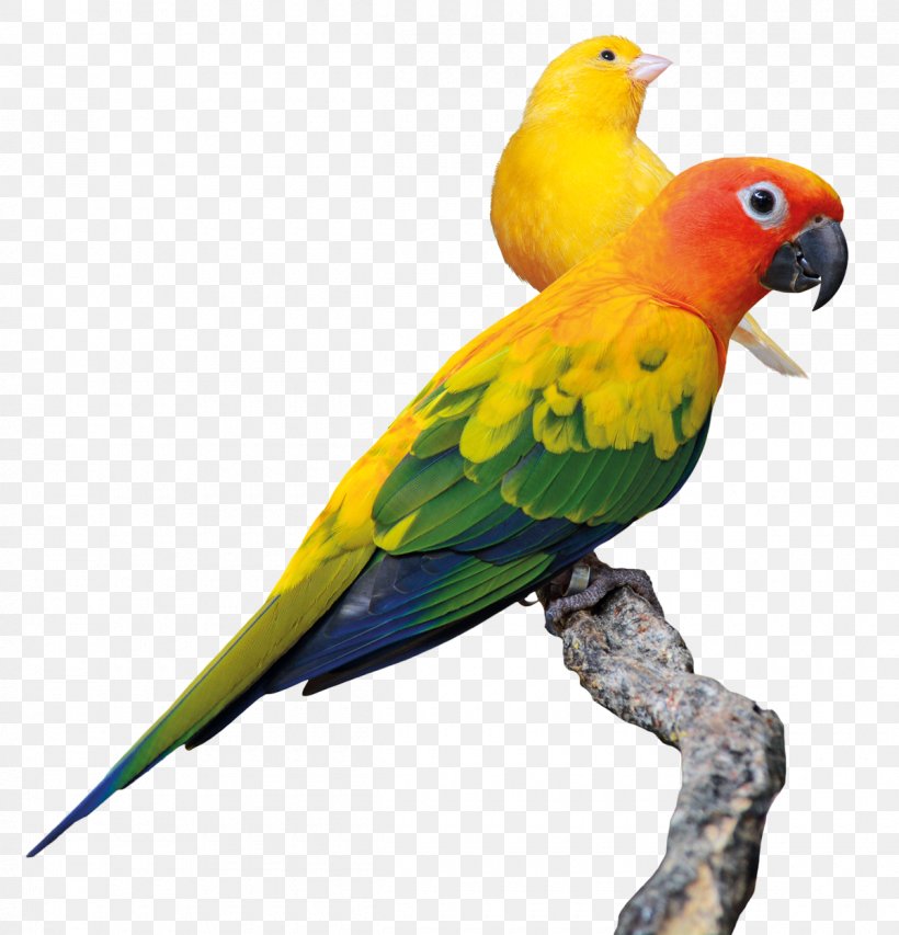Budgerigar Lovebird Parrot Conure, PNG, 1200x1249px, Budgerigar, Animal, Beak, Bird, Common Pet Parakeet Download Free