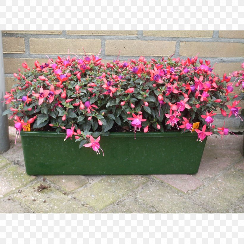 Flowerpot Pink M Houseplant RTV Pink, PNG, 1500x1500px, Flowerpot, Annual Plant, Family, Family Film, Flower Download Free