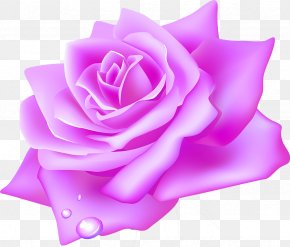 Lilac - Garden Roses Flower Clip Art PNG