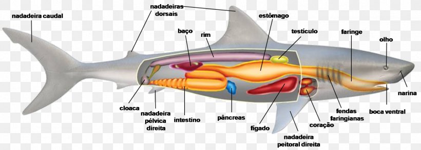 Bony Fishes Shark Cartilaginous Fishes Cartilage, PNG, 1421x509px, Watercolor, Cartoon, Flower, Frame, Heart Download Free