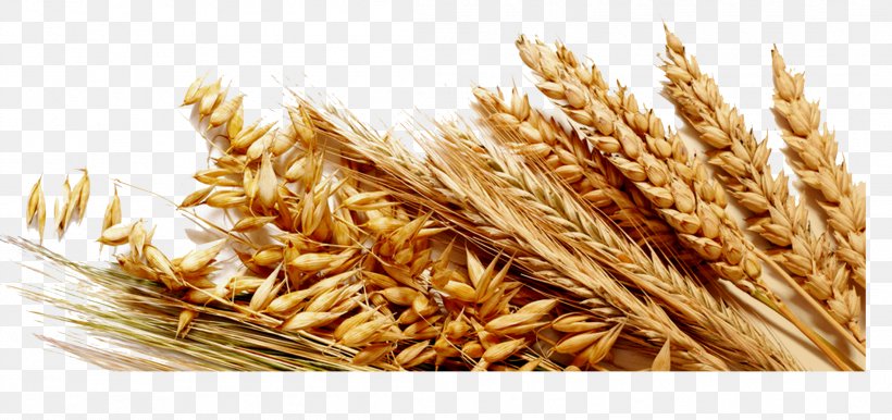 Common Wheat Cereal Ingredient Gluten Bread, PNG, 2204x1038px, Common Wheat, Agriculture, Agriculture In Russia, Avena, Bran Download Free