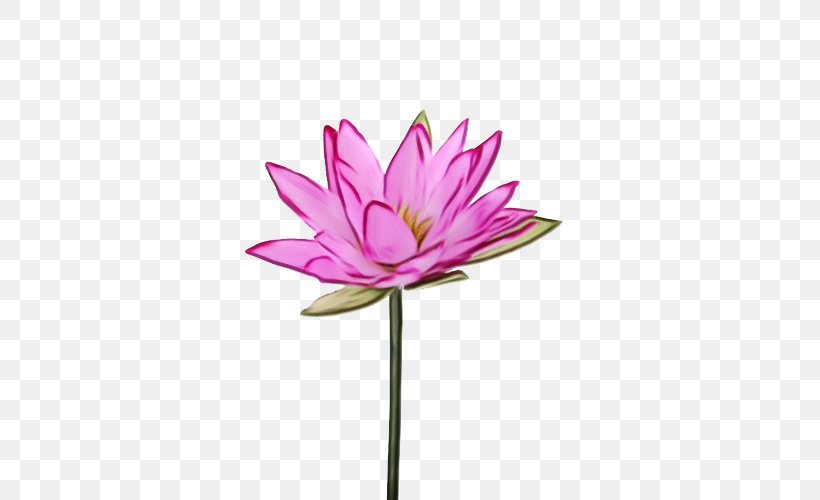 Lotus, PNG, 500x500px, Watercolor, Aquatic Plant, Flower, Flowering Plant, Lotus Download Free