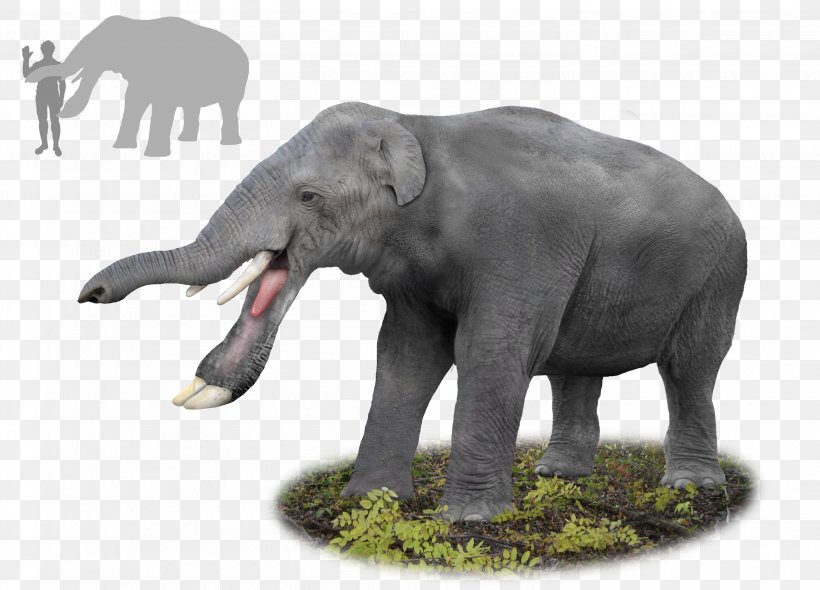 Platybelodon Gomphotherium Miocene Elephant Palaeomastodon, PNG, 2965x2134px, Platybelodon, African Elephant, Amebelodon, Elephant, Elephants And Mammoths Download Free