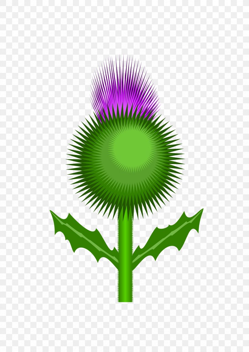 Scotland Thistle Clip Art, PNG, 1697x2400px, Scotland, Drawing, Flower, Flower Of Scotland, Flowering Plant Download Free