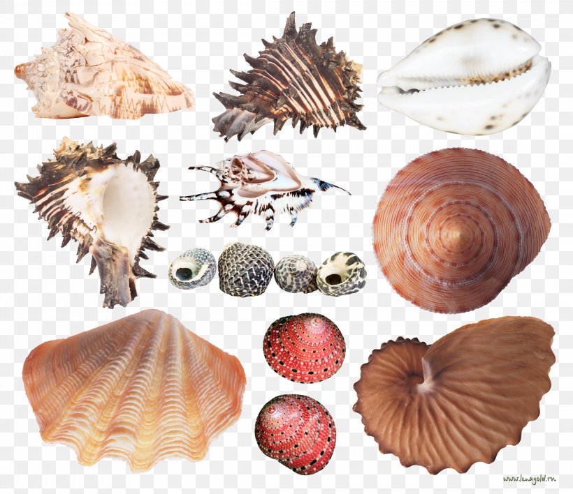 Cockle Seashell Conchology Sea Snail Mussel, PNG, 2296x1984px, Cockle, Animal, Clams Oysters Mussels And Scallops, Conch, Conchology Download Free