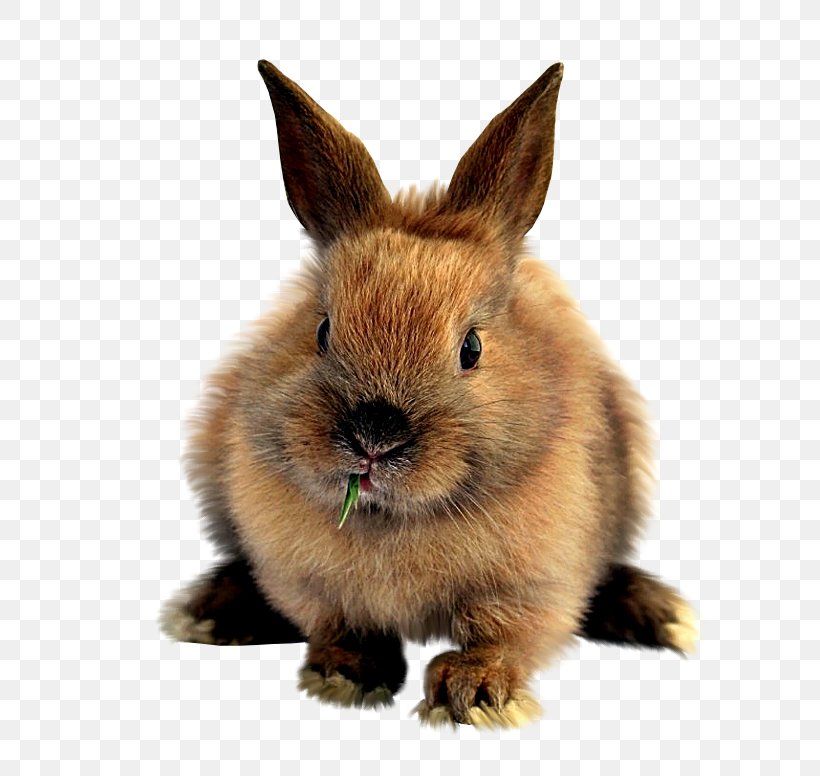 Easter Bunny Domestic Rabbit Mountain Hare, PNG, 700x776px, Easter Bunny, Animal, Domestic Rabbit, Dwarf Rabbit, Easter Download Free