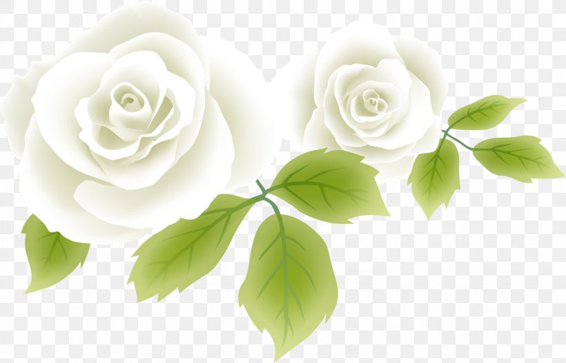 Garden Roses Cabbage Rose Flower White, PNG, 1124x723px, Watercolor, Cartoon, Flower, Frame, Heart Download Free