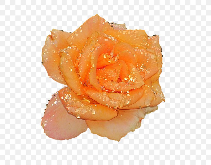 Garden Roses Water Flower Orange Peach, PNG, 640x640px, Garden Roses, Blue, Blue Rose, Coral, Flower Download Free