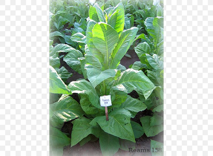 Leaf Tree Shrub Herb, PNG, 600x600px, Leaf, Herb, Plant, Shrub, Tree Download Free