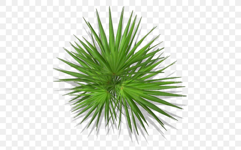 Arecaceae Asian Palmyra Palm Plant Flower Polyvore, PNG, 512x512px, Arecaceae, Arecales, Asian Palmyra Palm, Borassus, Borassus Flabellifer Download Free