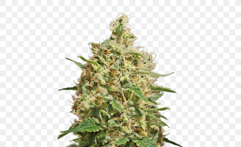 Cannabis Sativa Kush Medical Cannabis Barneys Farm Shop, PNG, 500x500px, Cannabis, Barneys Farm Shop, Cannabis Sativa, Hemp, Hemp Family Download Free