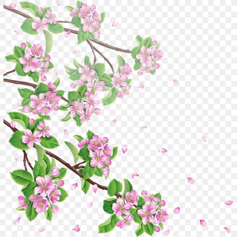 Cherry Blossom Apple Branch Clip Art, PNG, 796x821px, Blossom, Apple, Branch, Cherry, Cherry Blossom Download Free
