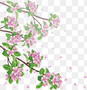 Apple Blossom Images Apple Blossom Transparent Png Free Download