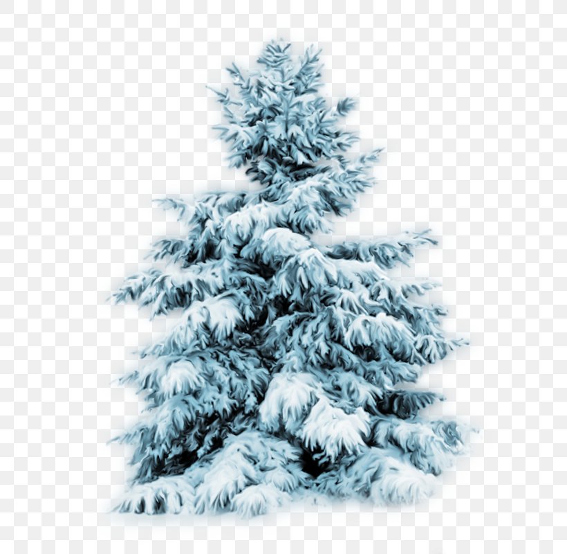 Christmas Tree Desktop Wallpaper Fir Holiday, PNG, 800x800px, Christmas, Christmas And Holiday Season, Christmas Decoration, Christmas Ornament, Christmas Tree Download Free