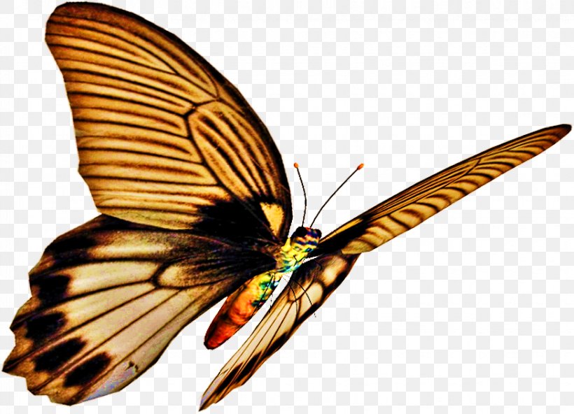 Monarch Butterfly Pieridae Gossamer-winged Butterflies Moth, PNG, 875x632px, Watercolor, Cartoon, Flower, Frame, Heart Download Free