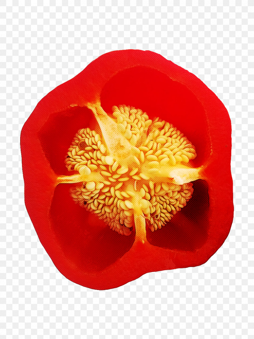 Orange, PNG, 960x1280px, Petal, Flower, Orange, Plant, Pollen Download Free