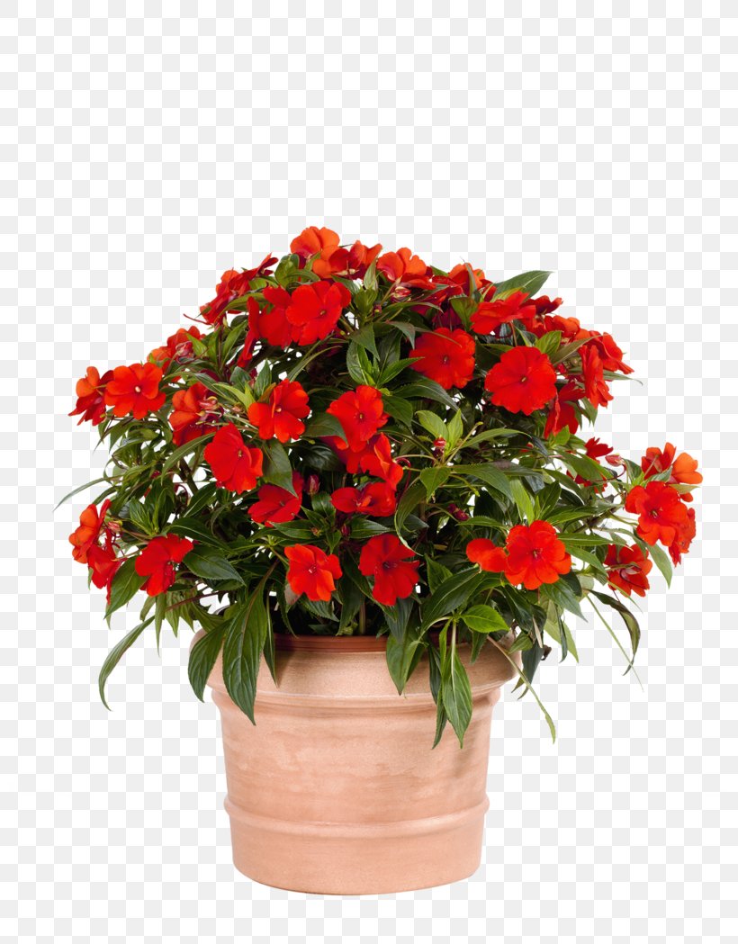 Floral Design Flowerpot Impatiens Begonia Houseplant, PNG, 800x1049px, Floral Design, Annual Plant, Azalea, Begonia, Cut Flowers Download Free