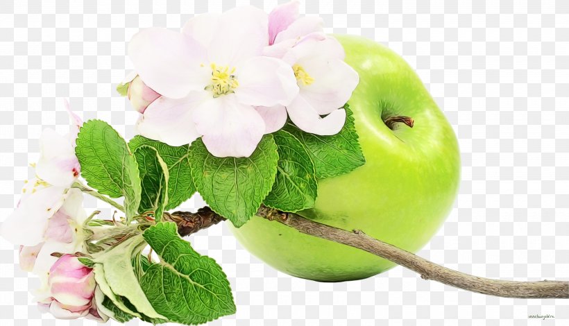 Flower Plant Pink Apple Leaf, PNG, 3000x1721px, Watercolor, Apple, Blossom, Flower, Fruit Download Free
