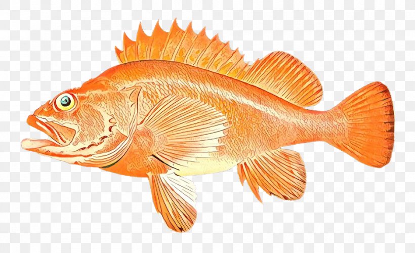Orange, PNG, 938x572px, Fish, Fish Products, Goldfish, Orange, Rock Cod Download Free
