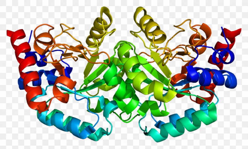 Uridine Monophosphate Synthetase Orotidine 5'-monophosphate Orotidine 5'-phosphate Decarboxylase, PNG, 947x568px, Watercolor, Cartoon, Flower, Frame, Heart Download Free