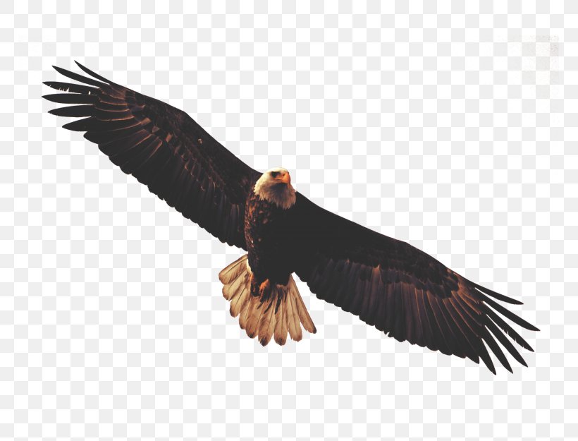 Bald Eagle Sticker Bird, PNG, 768x625px, Bald Eagle, Accipitriformes, Beak, Bird, Bird Of Prey Download Free