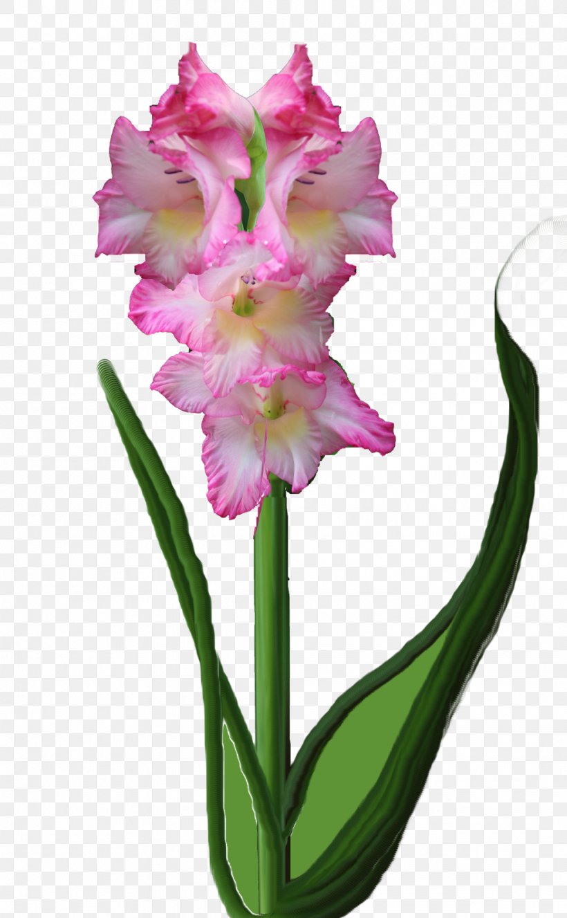 Flowering Plant Cut Flowers Plant Stem, PNG, 988x1600px, Flowering Plant, Cattleya, Cattleya Orchids, Cut Flowers, Family Download Free