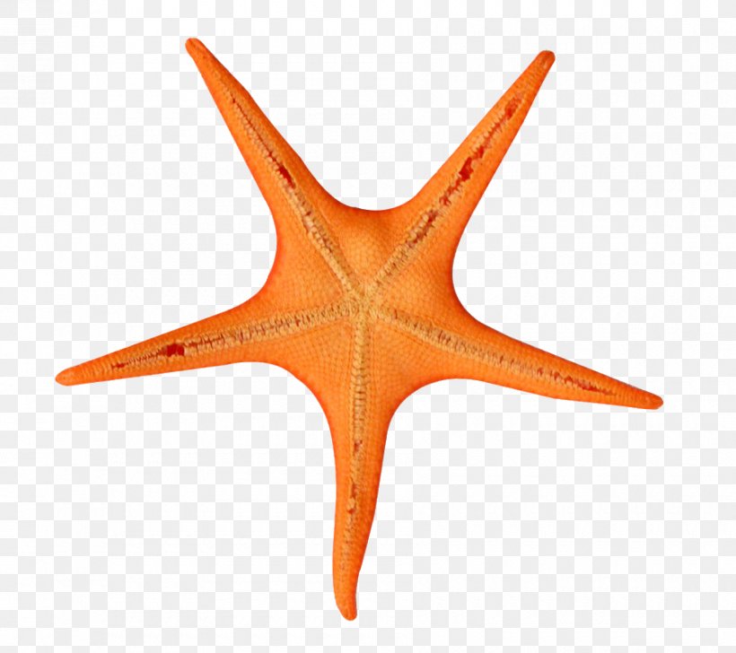 Orange, PNG, 900x800px, Starfish, Orange, Star Download Free