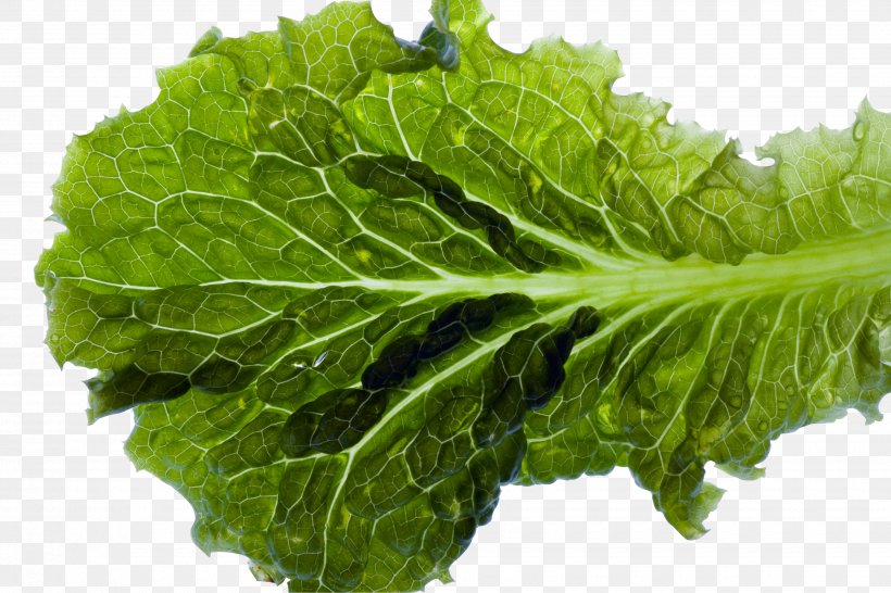 Romaine Lettuce Leaf Food, PNG, 3500x2333px, Romaine Lettuce, Cabbage, Chard, Collard Greens, Endive Download Free