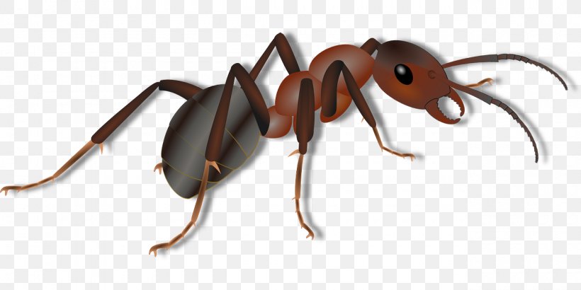 Ant Clip Art, PNG, 1280x640px, Ant, Arthropod, Beetle, Colony, Display Resolution Download Free