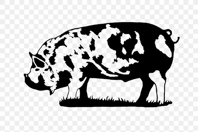 Kunekune Large Black Pig Dairy Cattle Large White Pig Breed, PNG, 1800x1200px, Kunekune, Black And White, Breed, Bull, Cattle Like Mammal Download Free