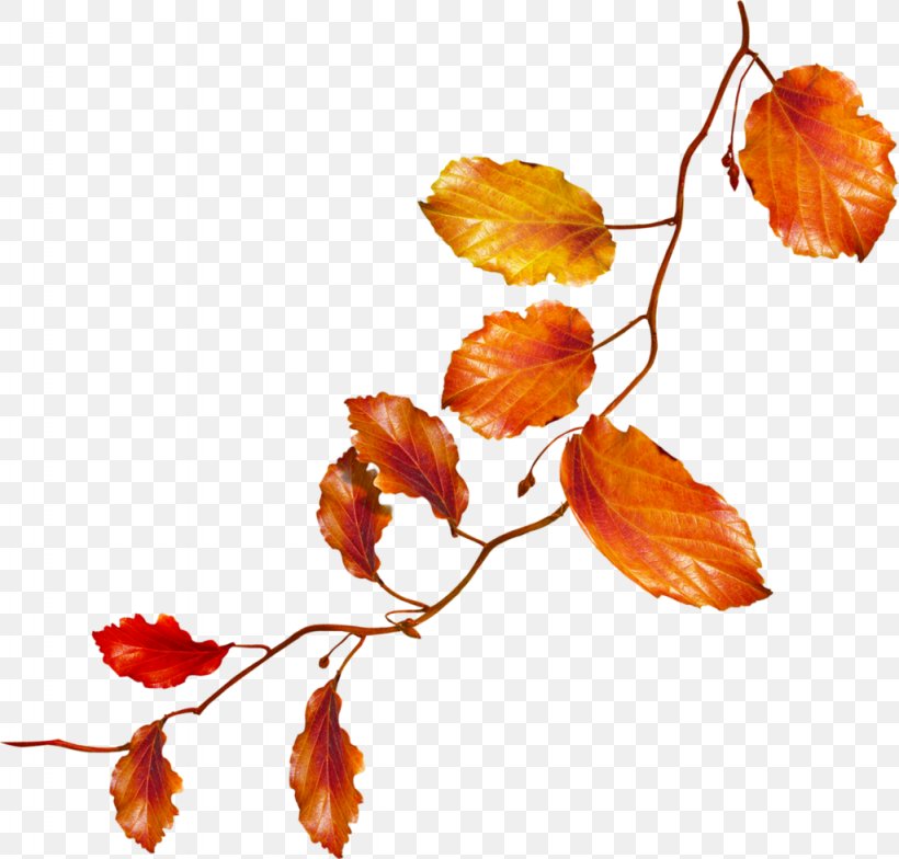 Autumn Flower Clip Art, PNG, 1024x980px, Autumn, Albom, Branch, Drawing, Flower Download Free