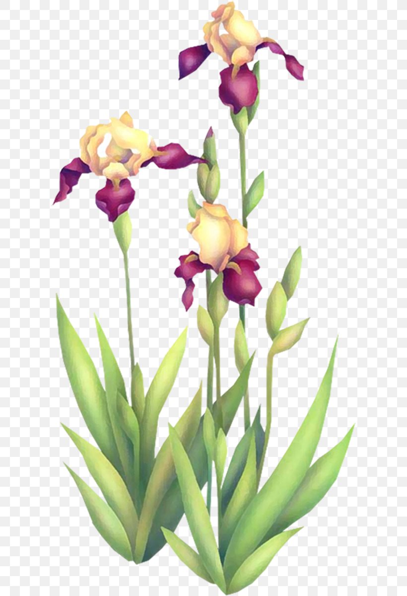 Irises Cut Flowers Floral Design, PNG, 616x1200px, Irises, Cattleya, Cattleya Orchids, Cut Flowers, Floral Design Download Free
