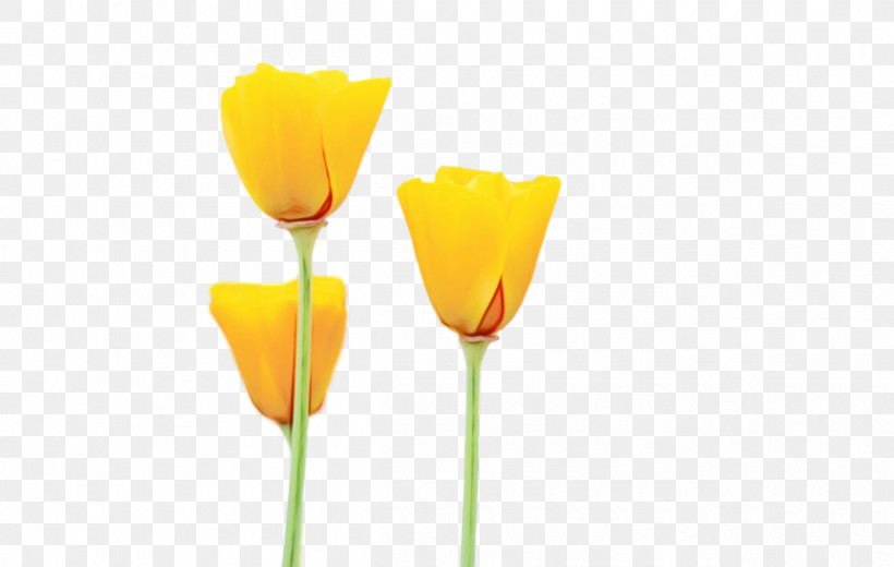 Plant Stem Cut Flowers Tulip Petal Yellow, PNG, 1200x762px, Watercolor, Biology, Cut Flowers, Flower, Meter Download Free