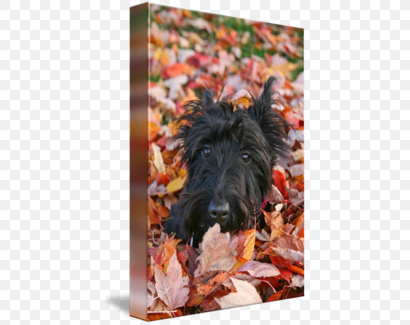 Scottish Terrier Cairn Terrier Irish Terrier Dog Breed, PNG, 408x650px, Scottish Terrier, Art, Breed, Cairn, Cairn Terrier Download Free