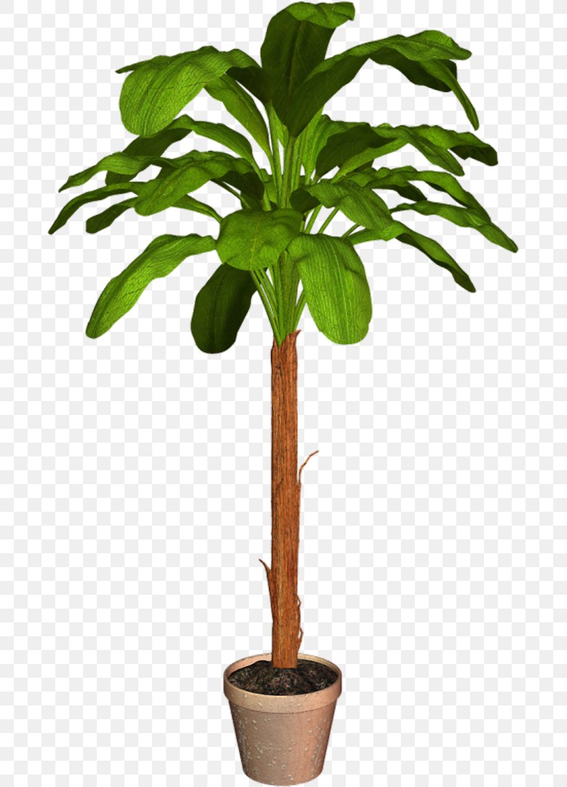 Arecaceae Flowerpot Houseplant, PNG, 683x1138px, Arecaceae, Arecales, Digital Image, Evergreen, Flowerpot Download Free
