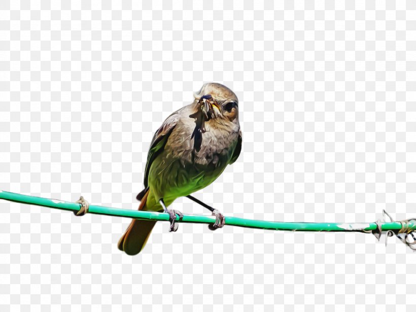 Bird Beak Perching Bird Parrot Branch, PNG, 2308x1732px, Bird, Beak, Branch, Finch, Parakeet Download Free