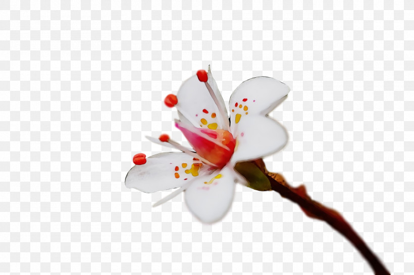 Cherry Blossom, PNG, 1920x1278px, Spring, Blossom, Branch, Bud, Cherry Blossom Download Free