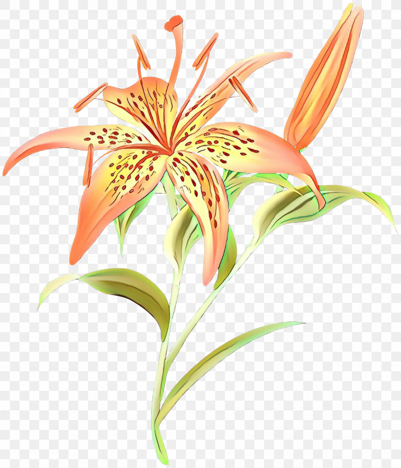 Flower Plant Yellow Canada Lily Tiger Lily Lily, PNG, 2566x3000px, Flower, Lily, Orange Lily, Pedicel, Plant Download Free