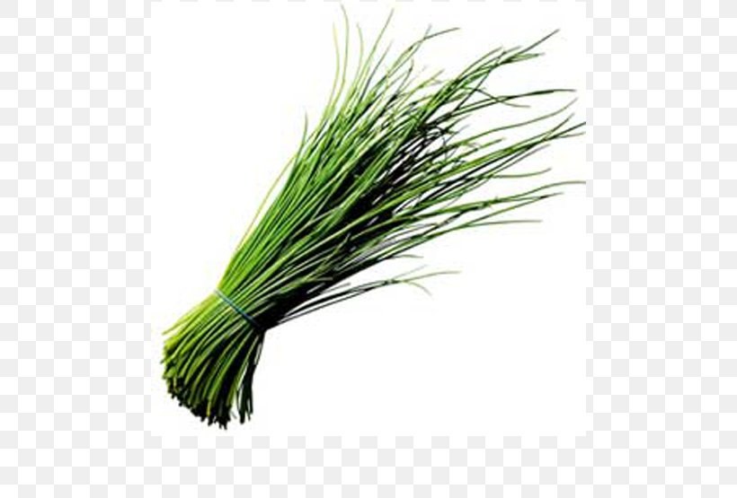 Garlic Chives Onion Scallion Herb, PNG, 695x555px, Chives, Allium, Chervil, Commodity, Flavor Download Free