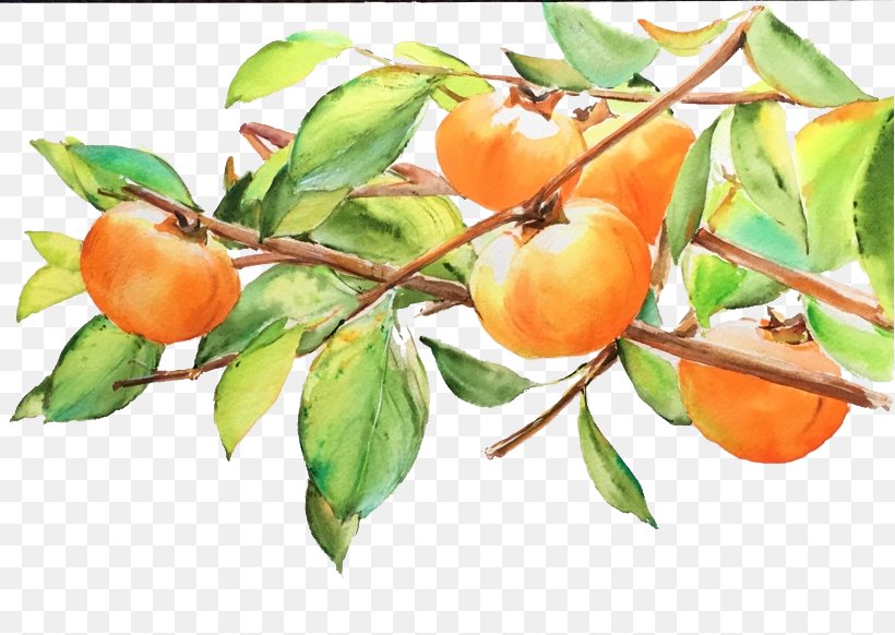 Japanese Persimmon Fruit Drawing, PNG, 819x582px, Persimmon, Apple, Autumn, Branch, Citrus Download Free