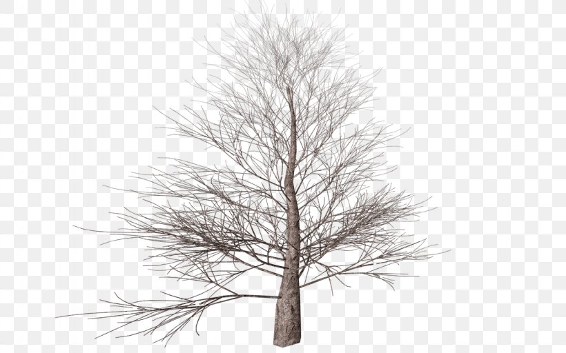 Tree Branch Autumn Clip Art, PNG, 1280x800px, Tree, Autumn, Branch, Deciduous, Image File Formats Download Free