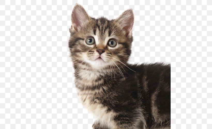 American Shorthair Kitten American Wirehair Dragon Li European Shorthair, PNG, 500x500px, American Shorthair, American Wirehair, Asian, California Spangled, Carnivoran Download Free